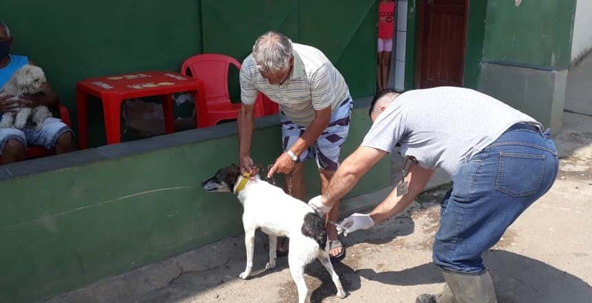 Mais de 90 postos oferecem vacinação antirrábica gratuita para cães e gatos em Juiz de Fora