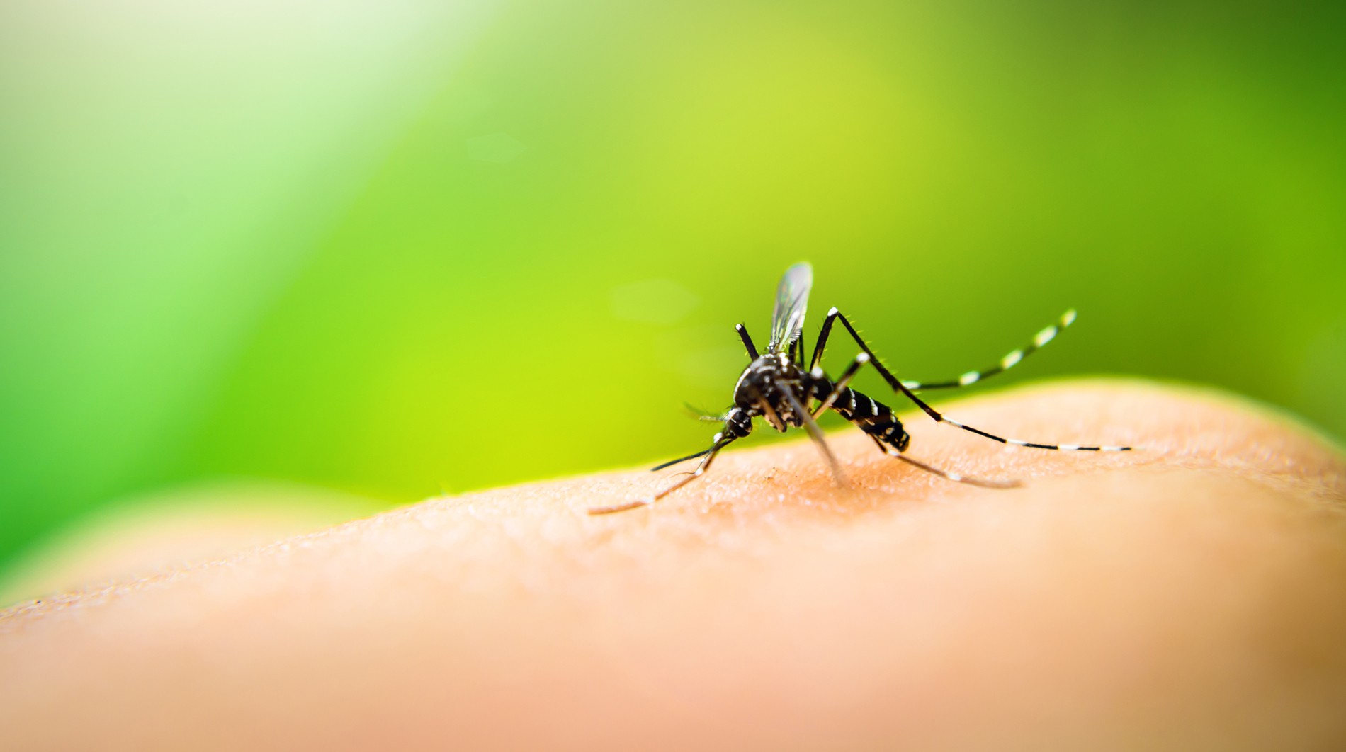 Bragança Paulista confirma primeira morte por dengue em 2024; vítima é um homem de 49 anos