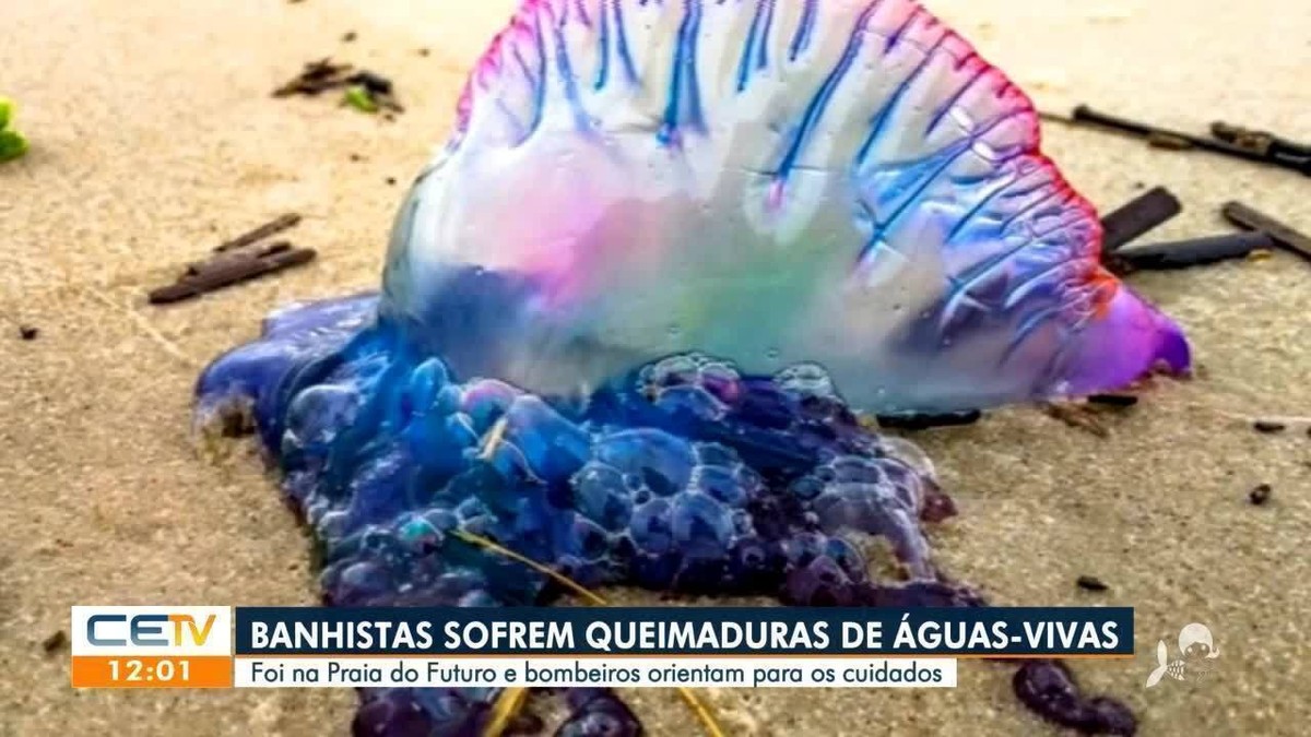 OS MELHORES VACILOS DE ANIMAIS EM ÁGUAS 