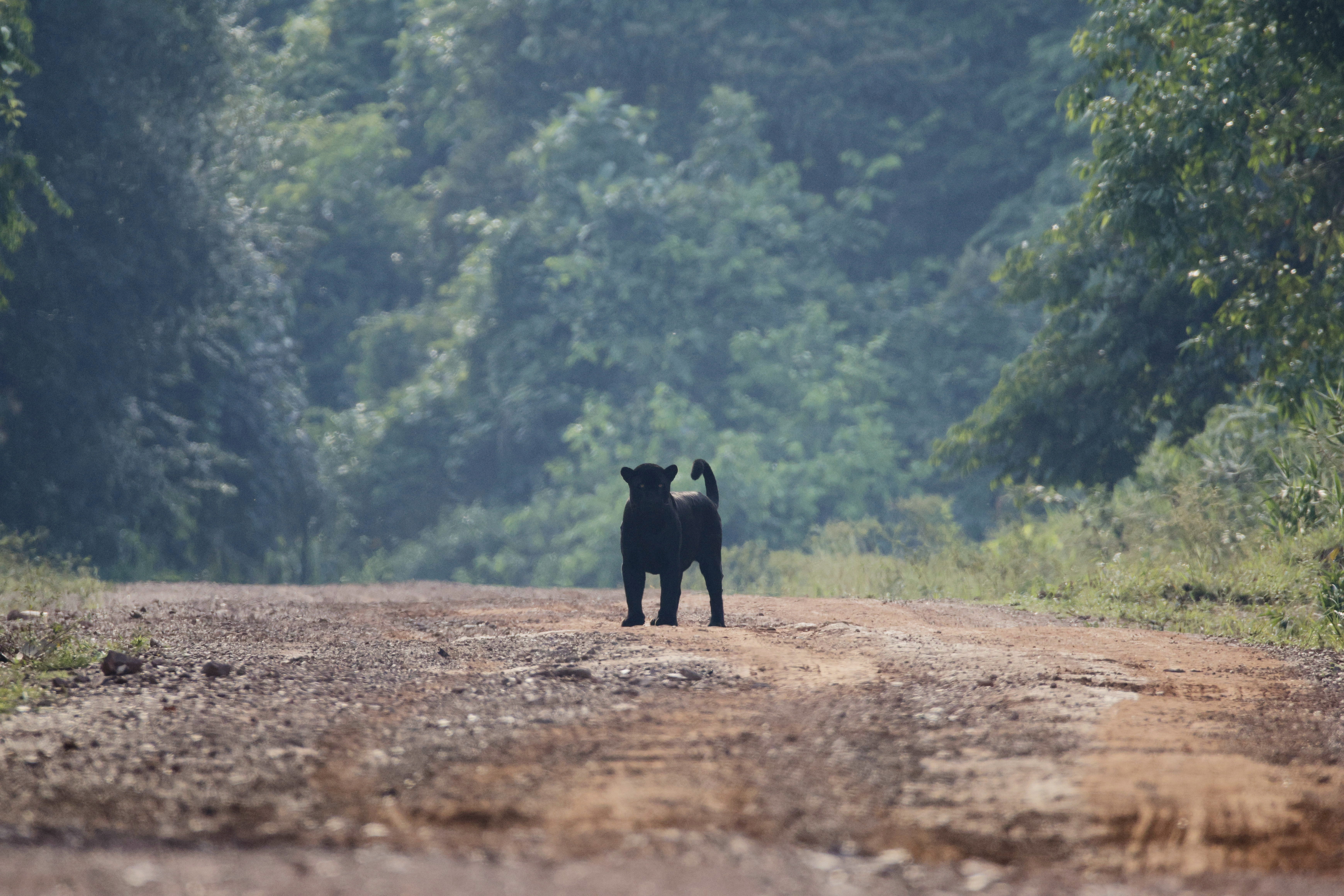 Grupo de observadores encontra onça-preta no Pará