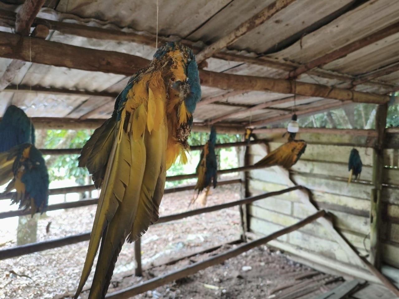 Suspeito é preso com 13 carcaças de araras ameaçadas de extinção em área desmatada na BR-174, no AM