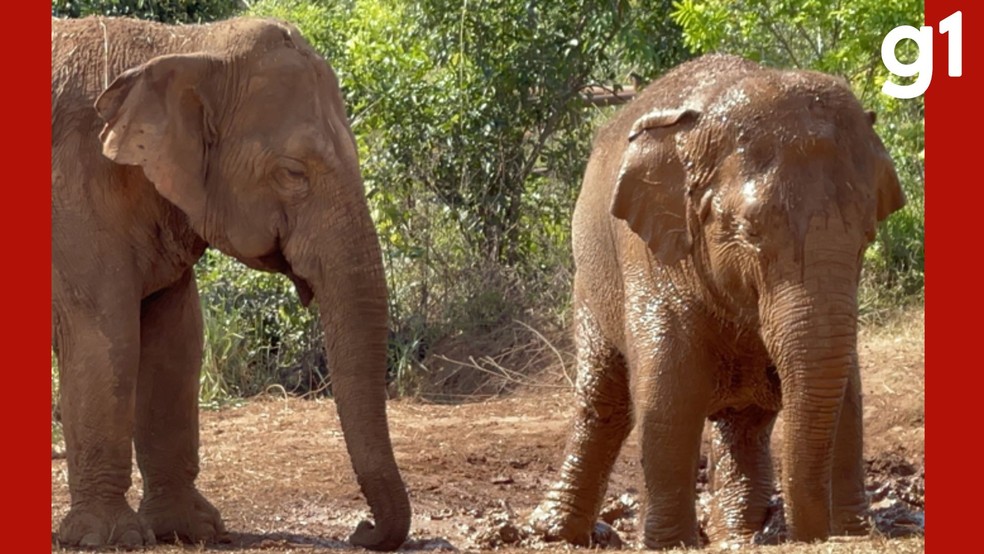 Guillermina, uma elefanta asiática de 25 anos, nasceu no Ecoparque de Mendoza, na Argentina, e passou toda a vida em cativeiro — Foto: Santuário dos Elefantes Brasil
