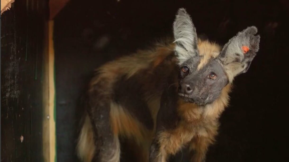 Desextinção? Entenda como tecnologia criada para 'ressuscitar' animais extintos pode ajudar a salvar espécies ameaçadas
