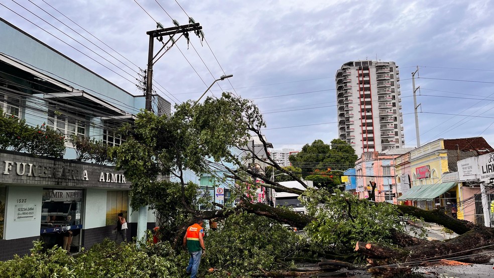 Queda de árvore interditou Avenida Joaquim Nabuco. — Foto: Gato Júnior/Rede Amazônica