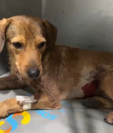 Cachorro comunitário é baleado em rua de Guaratiba, na Zona Oeste do Rio