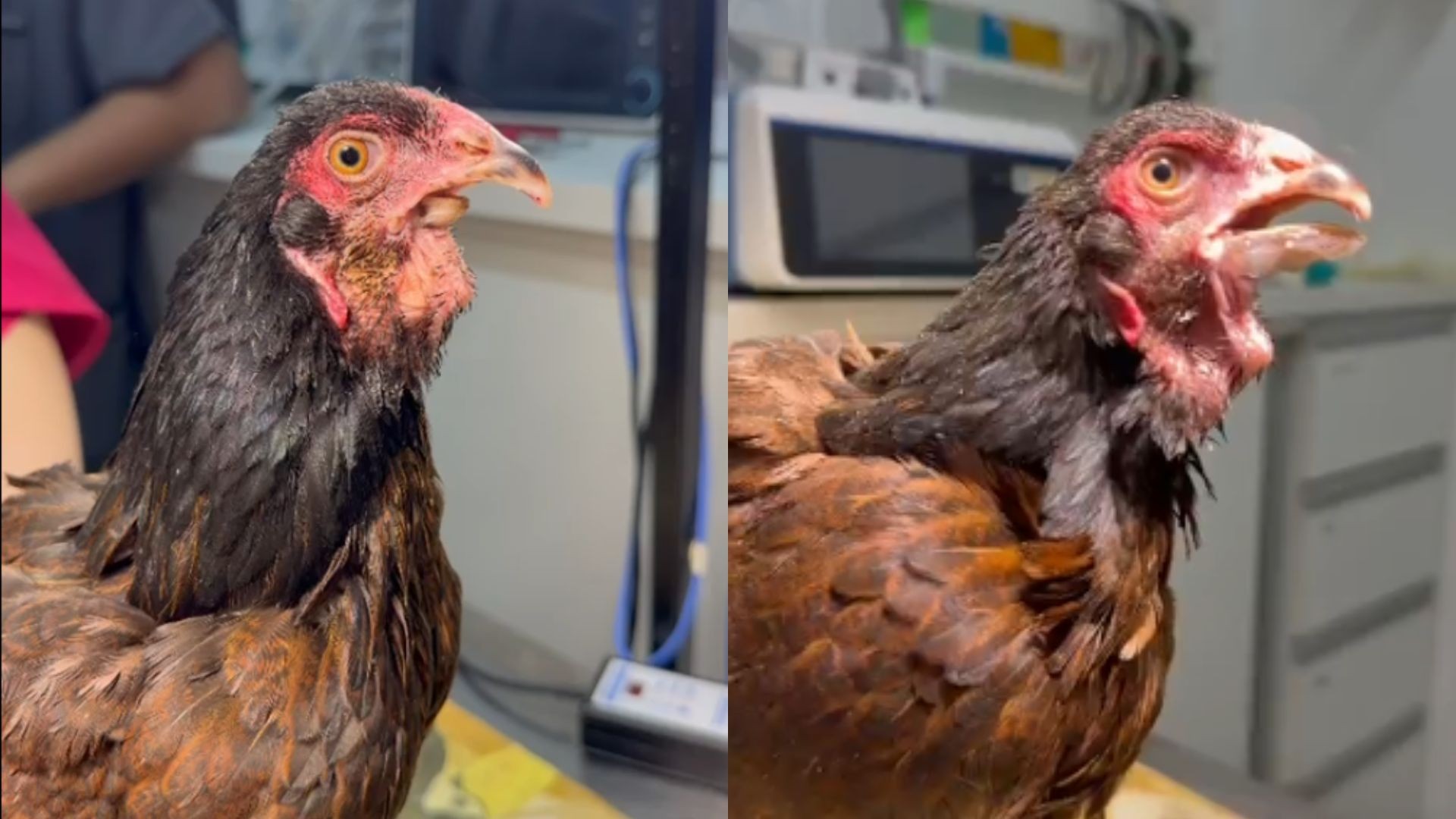 Galinha nasce com má-formação no bico e recebe prótese natural no interior de SP; vídeo