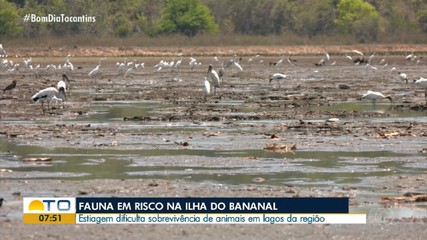 Estiagem dificulta sobrevivência de animais na Ilha do Bananal