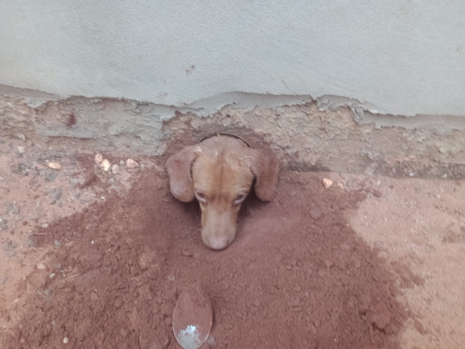 Cachorro fica com a cabeça presa em cano e mobiliza bombeiros para resgate em MS
