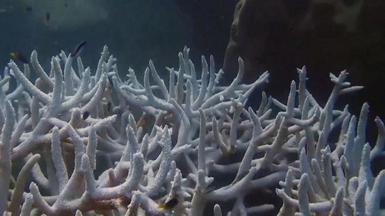 Entenda como o aquecimento dos oceanos está acabando com corais no Brasil e no mundo - Programa: Fantástico 