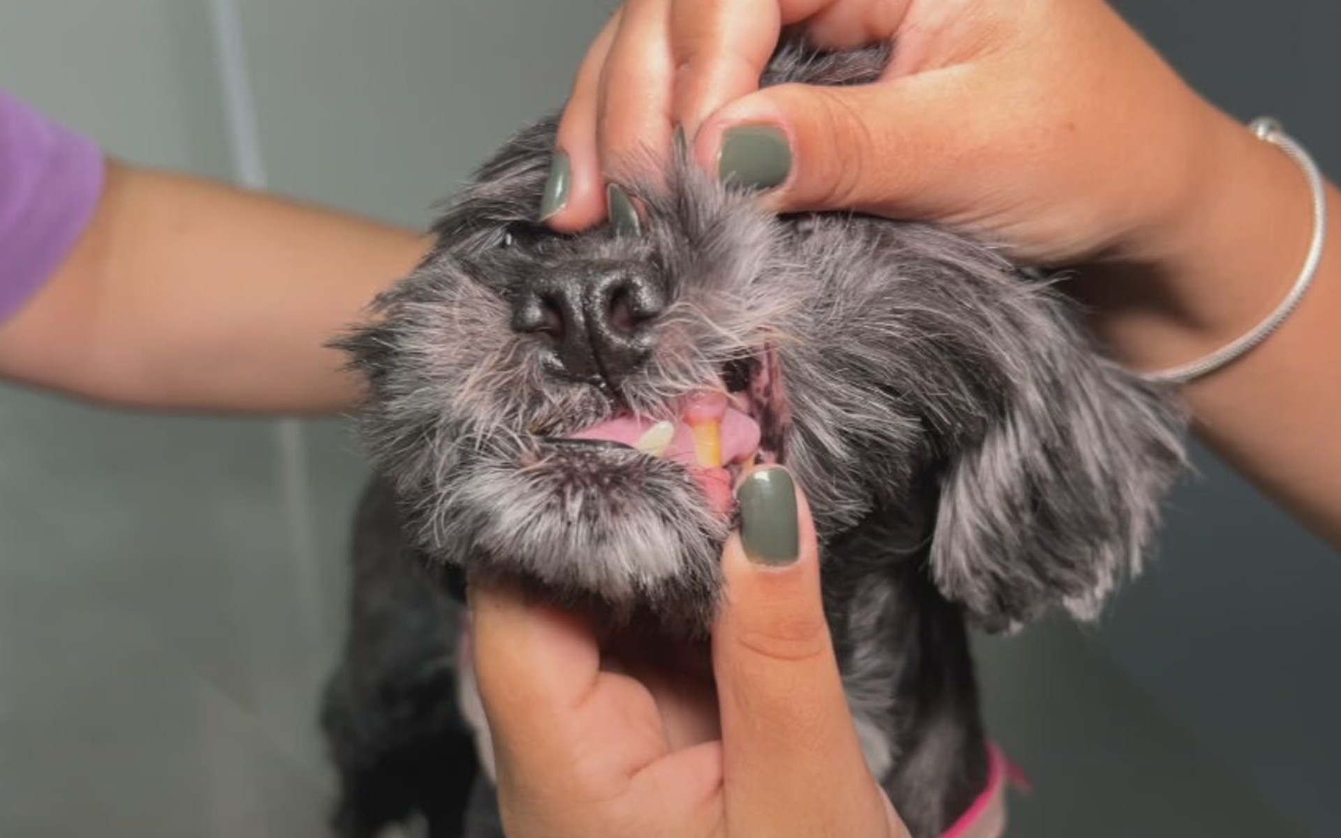 Mau hálito em pets pode indicar problemas bucais e doenças crônicas, alerta veterinária