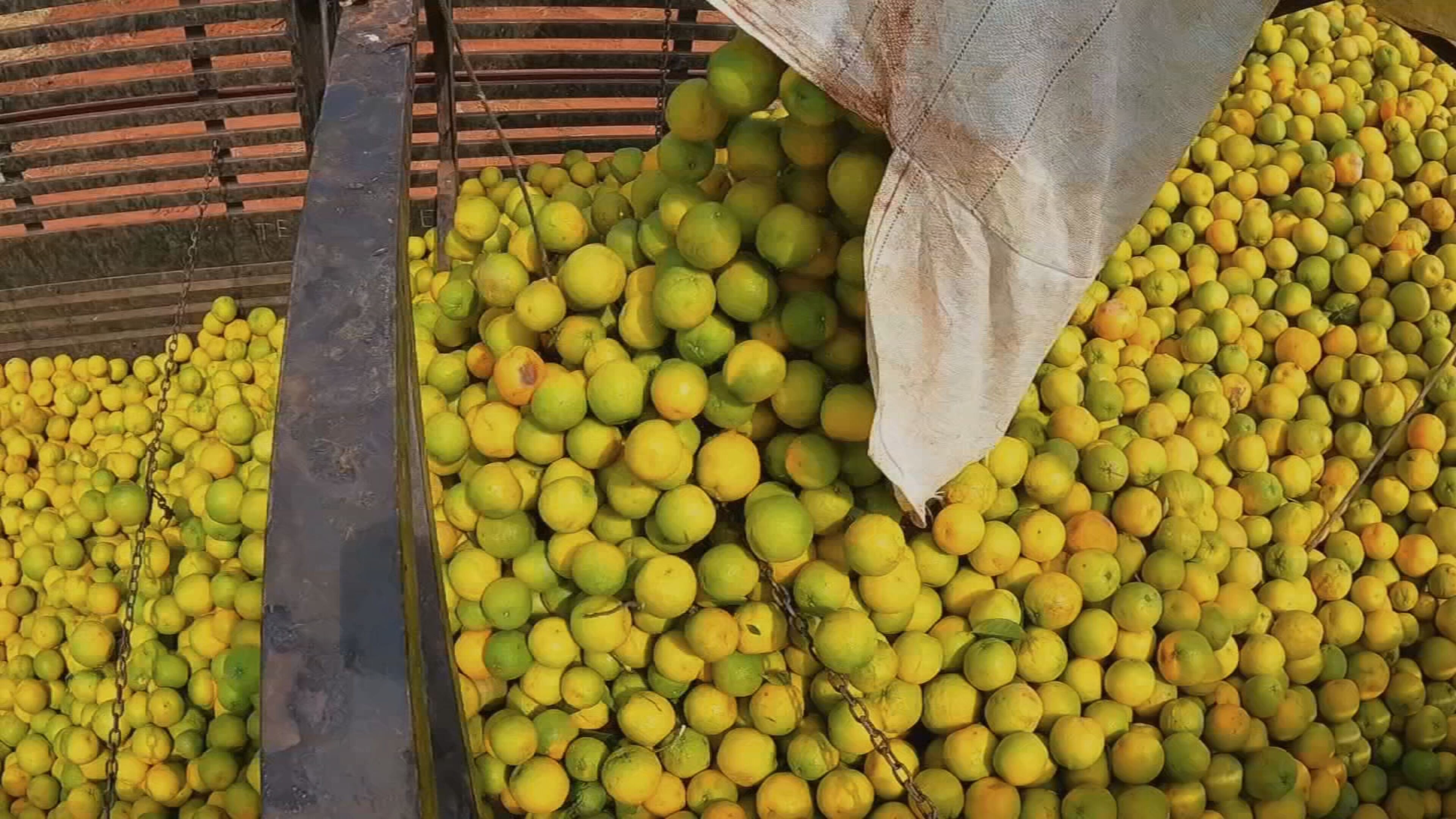 Tarifaço: imposto de 50% dos EUA sobre produtos brasileiros ameaça setor agroindustrial no centro-oeste de SP