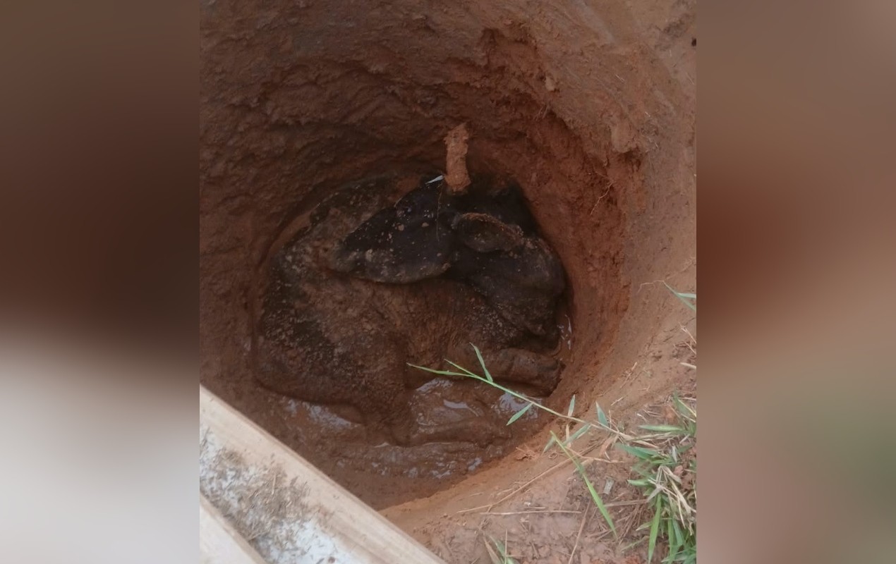 VÍDEO: vaca é resgatada de dentro de poço com ajuda de retroescavadeira no interior de SP