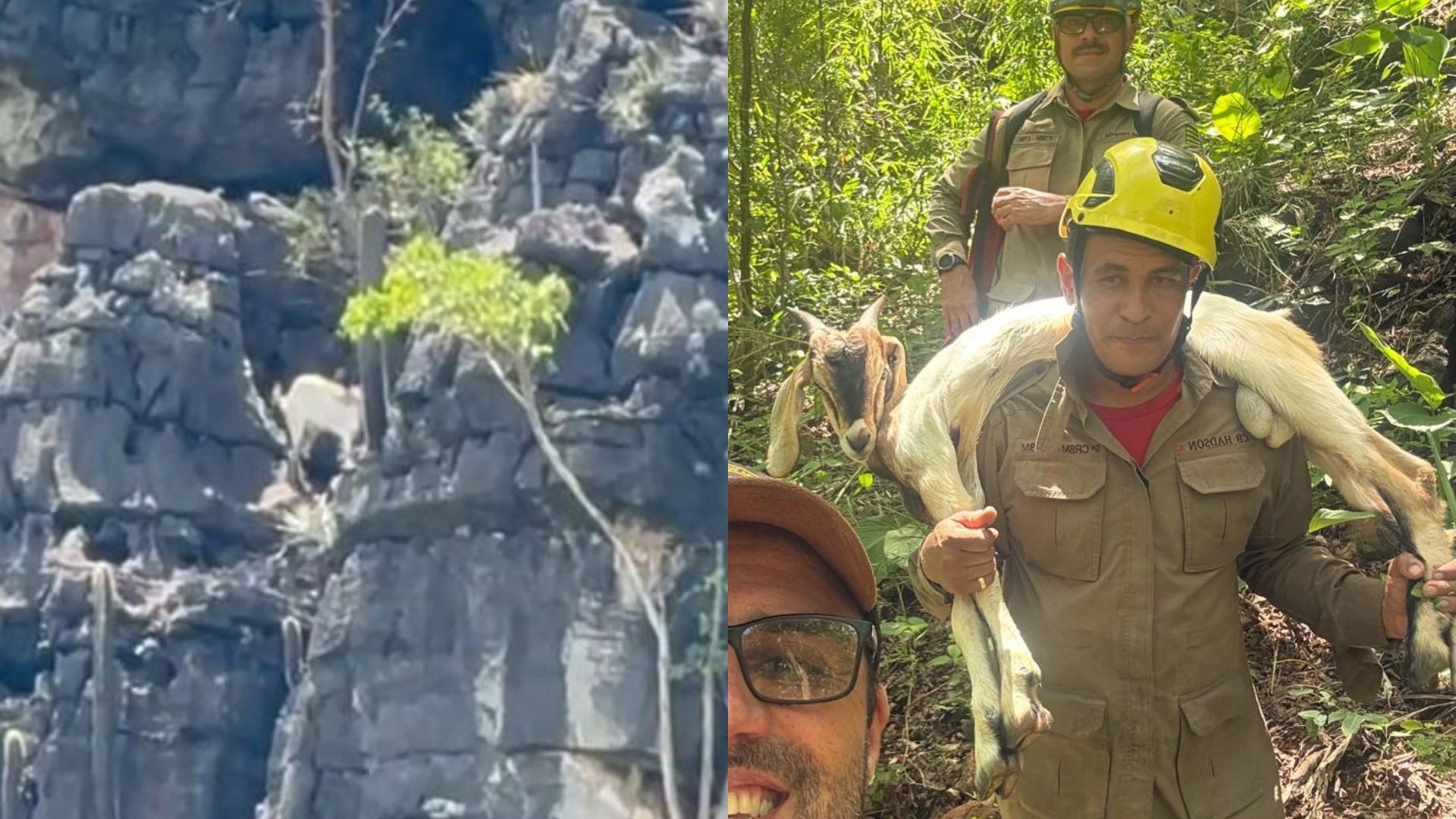 Bode fica preso a 120 metros de altura em desfiladeiro; vídeo