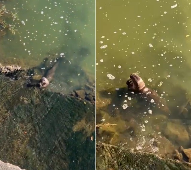 Lontra é flagrada se refrescando na Lagoa da Pampulha, em BH; conheça a espécie 'neotropical'