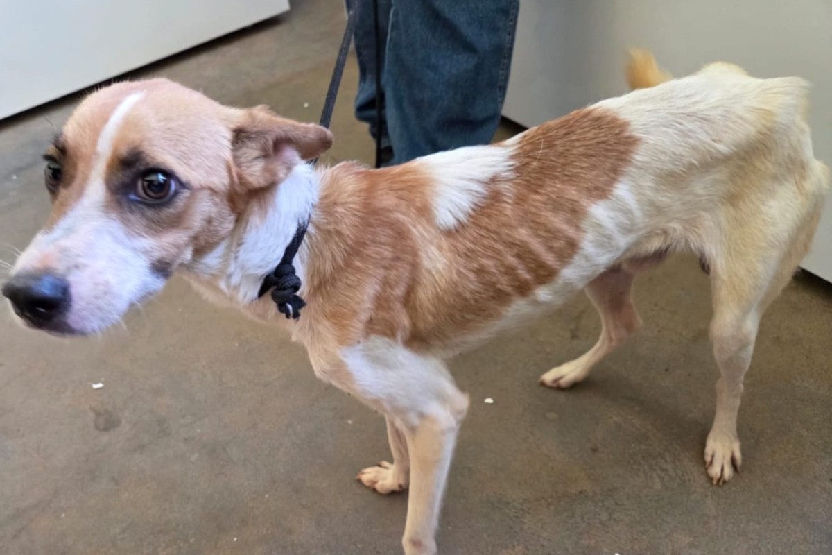 Homem é preso em flagrante por manter cães amarrados e desnutridos em Anastácio