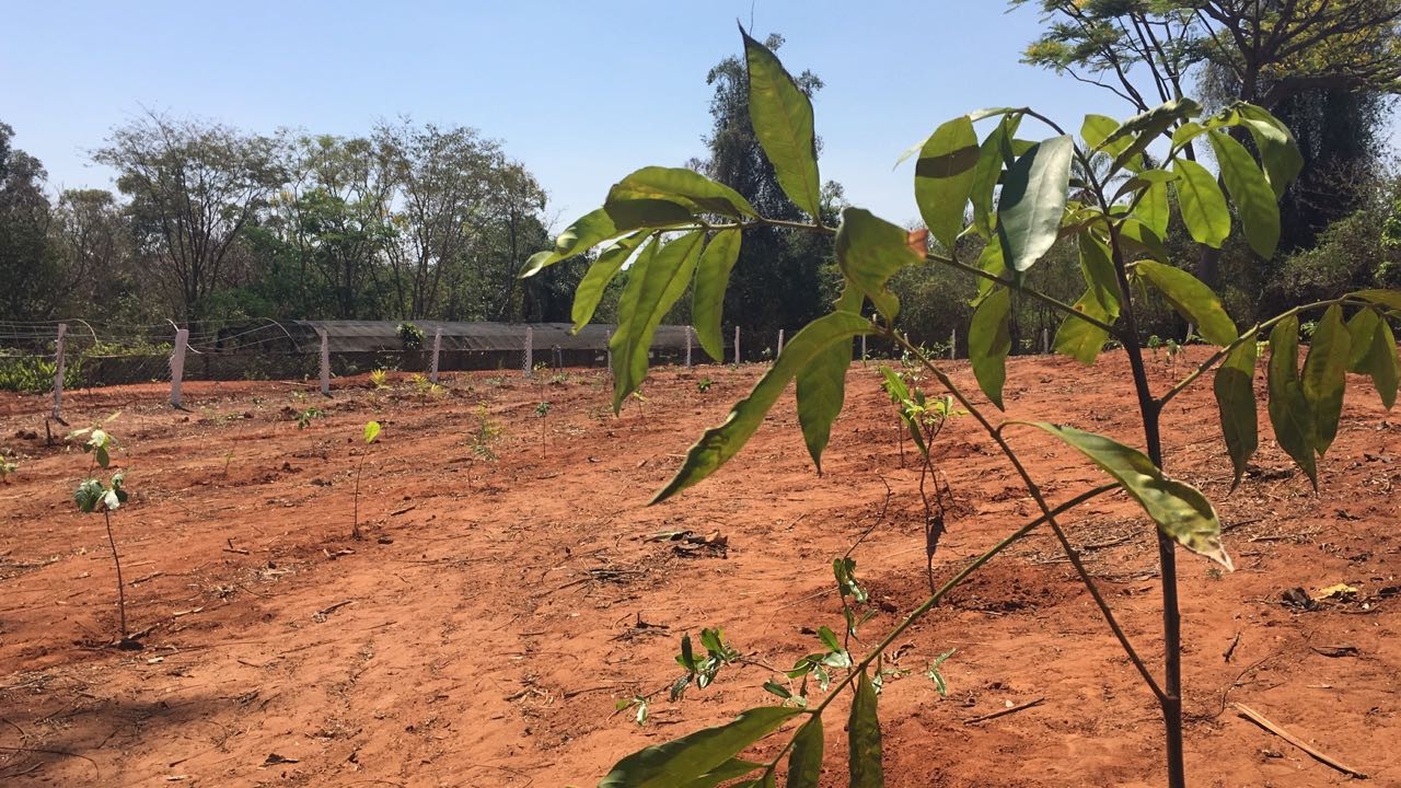TEM Mais Verde chega a Marília com plantio de mudas e atividades gratuitas