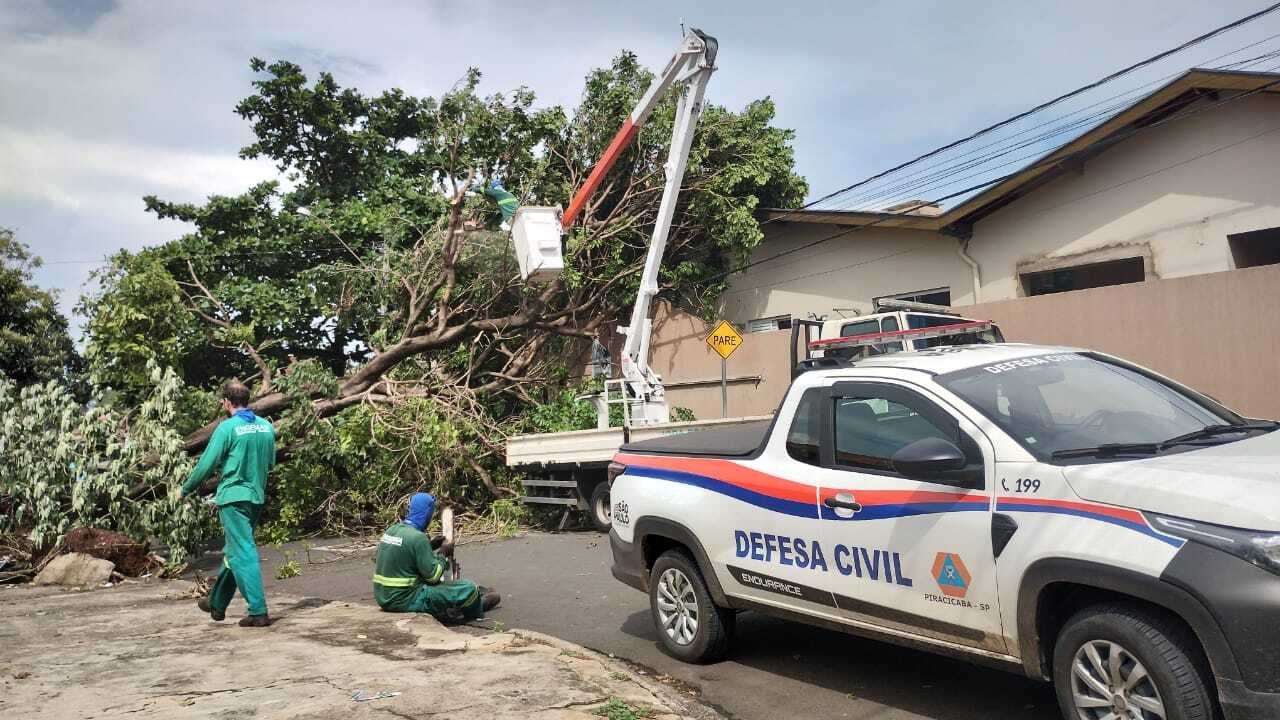 Chuvas derrubam 16 árvores em Piracicaba e geram problemas em escolas; veja locais mais afetados