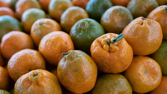 Ponkan, mexerica, morgote, mimosa, bergamota... Conheça diferentes nomes da tangerina - Foto: (Fábio Tito/g1)