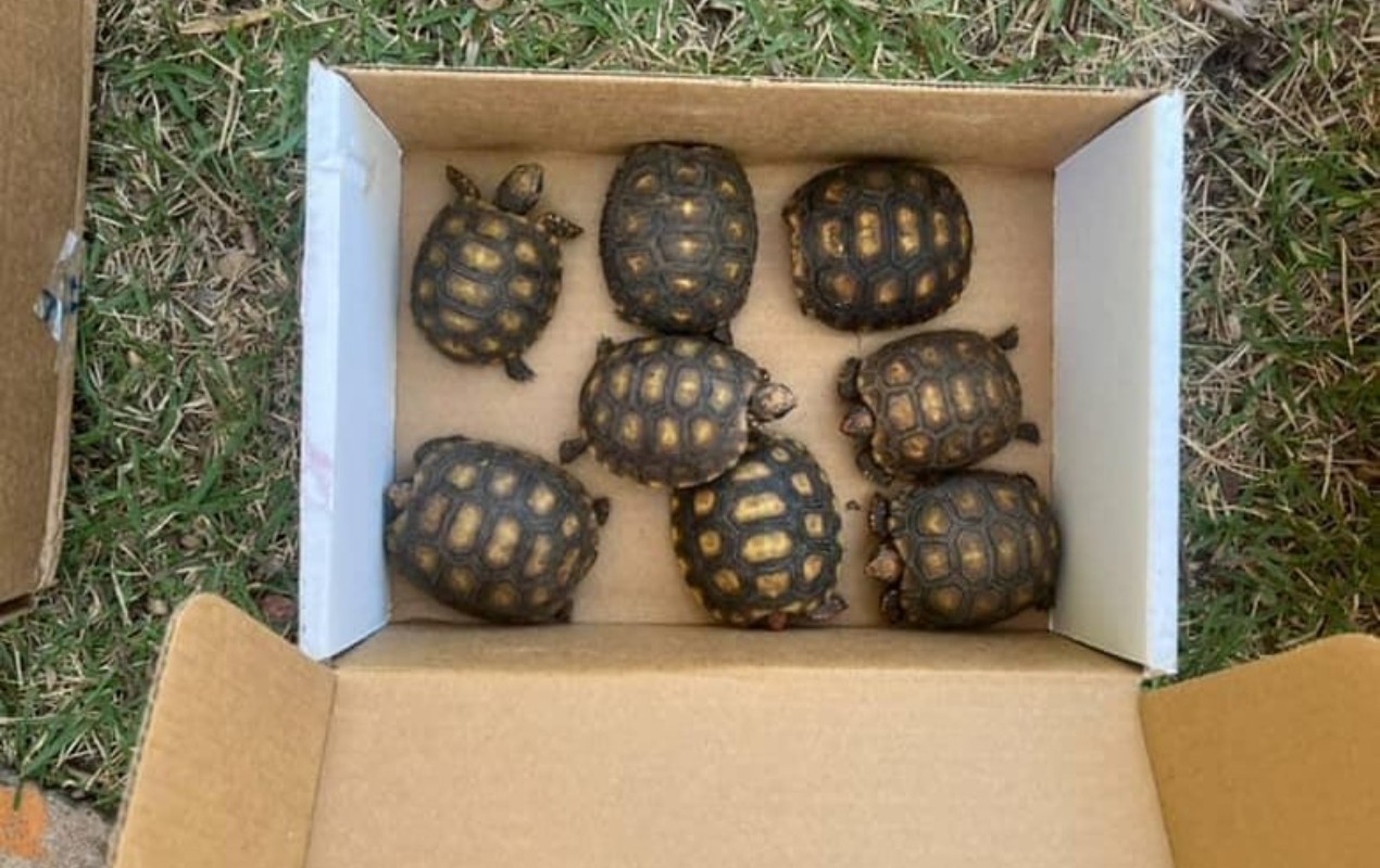 Associação Mata Ciliar recebe mais de 40 filhotes de jabuti resgatados em rodovia 
