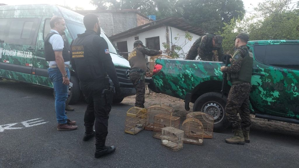 51 aves são resgatadas em São Luís durante operação nacional contra tráfico de animais