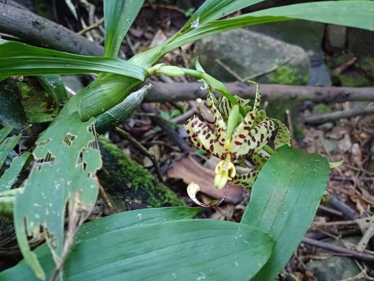 Orquídea rara 'Pescoço de Cisne' é encontrada pela primeira vez em MG no Parque da Serra da Moega