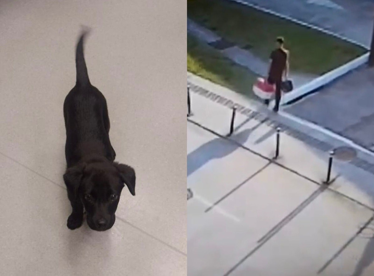 VÍDEO: passageiro abandona cão em aeroporto de Florianópolis após recusa de embarque com animal