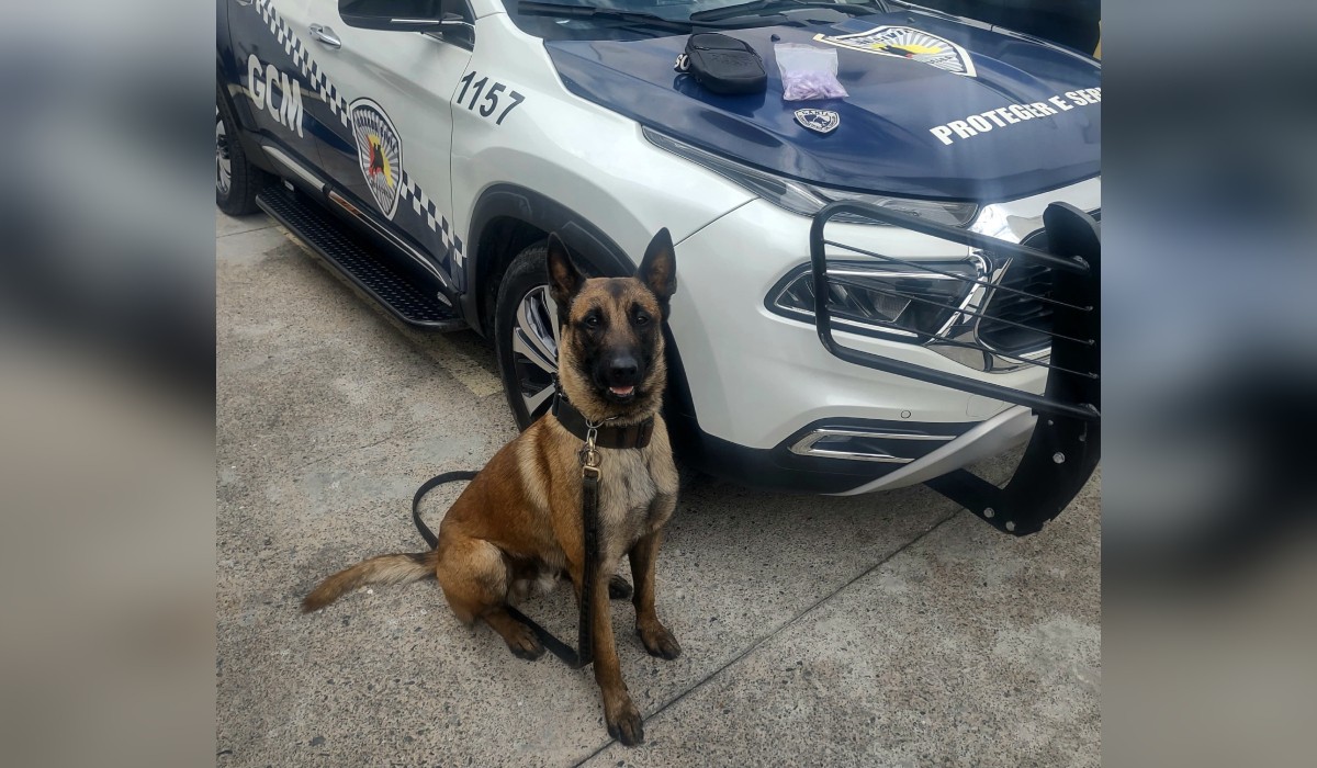 Homem procurado pela Justiça é preso com porções de cocaína após ser imobilizado por cão da GCM em Sorocaba