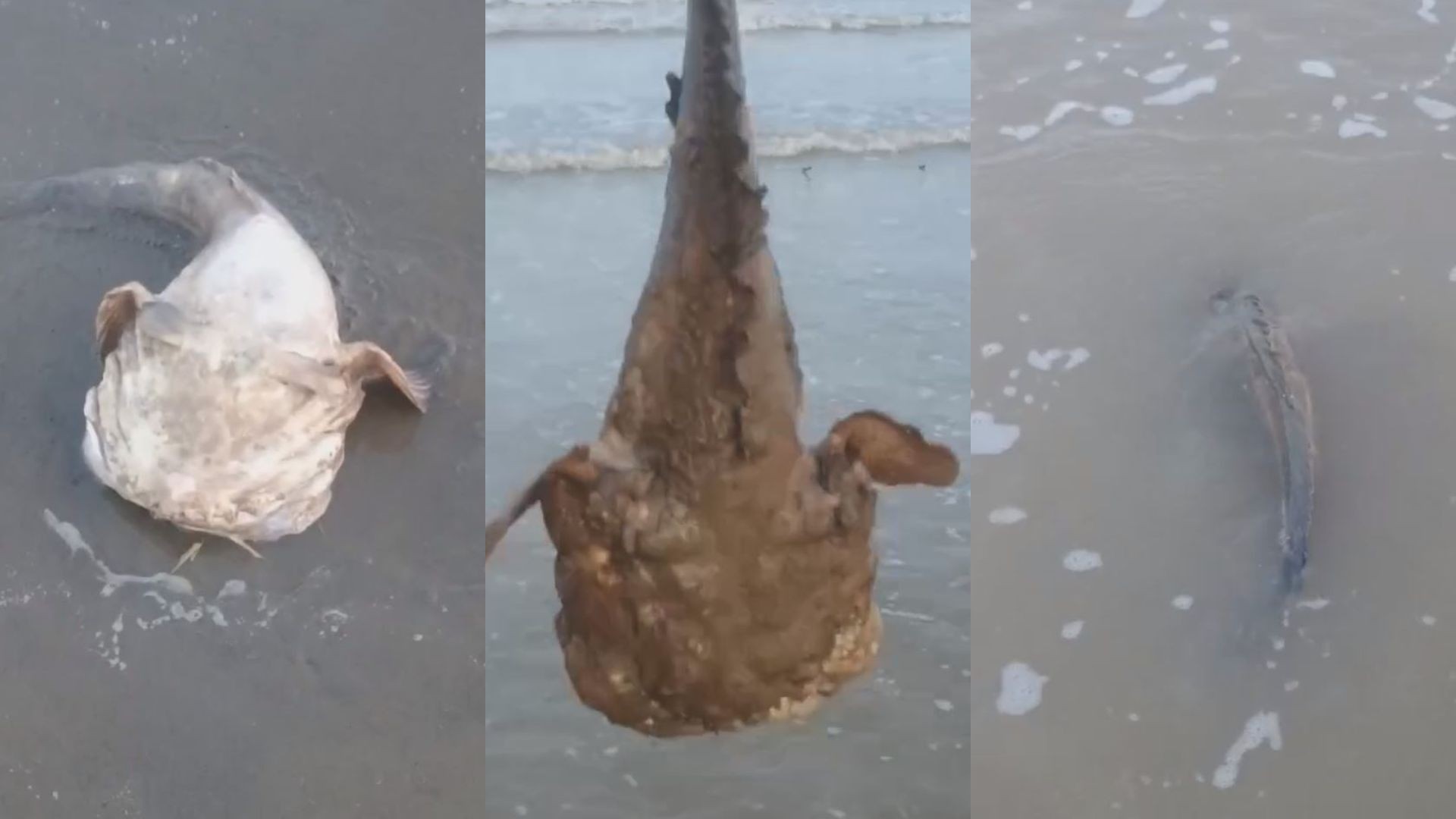 Peixe-sapo encalha em praia do Amapá e é devolvido ao mar; VÍDEO