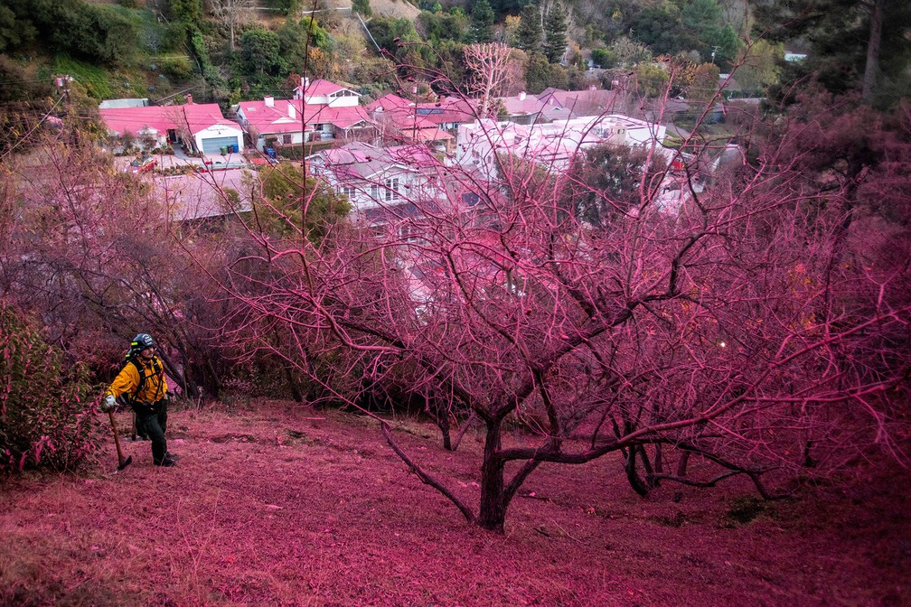 Bombeiro observa encosta coberta por retardante rosa de fogo em Mandeville Canyon, bairro de Los Angeles atingido por um dos incêndios simultâneos que devastaram a cidade — Foto: Ringo Chiu/Reuters