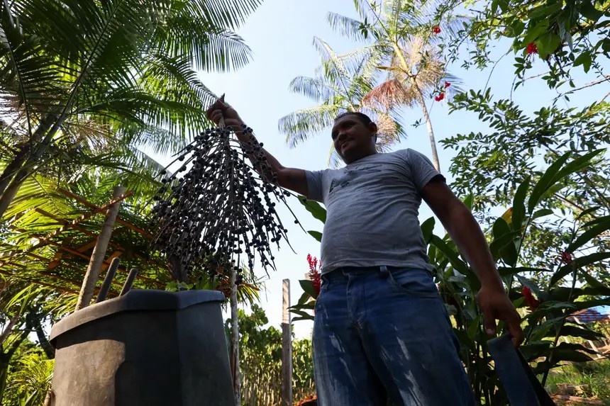 Secas e queimadas podem afetar produção de castanha, mandioca e açaí em Santarém e Oriximiná