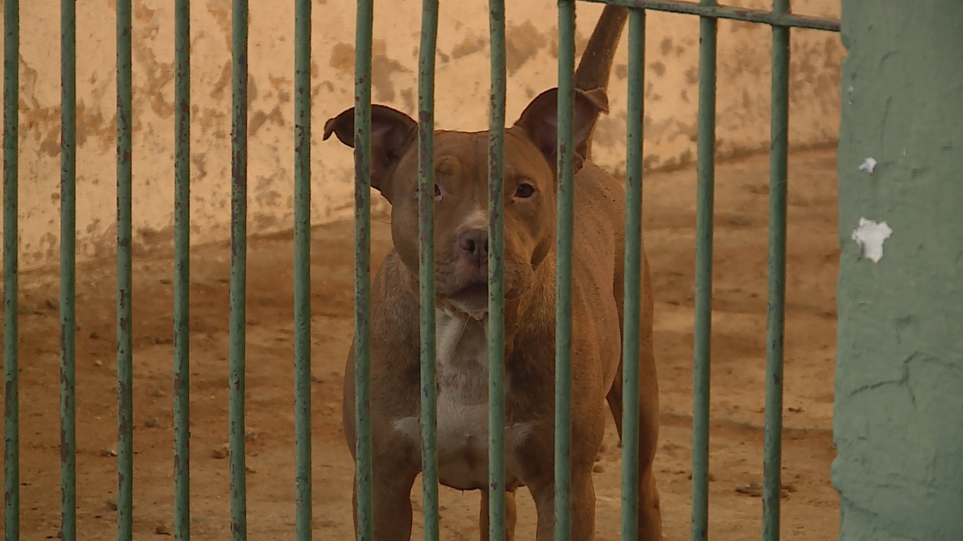 Justiça determina que município de Juiz de Fora se responsabilize pelo abrigamento de cães das raças pitbull, doberman e rottweiler 