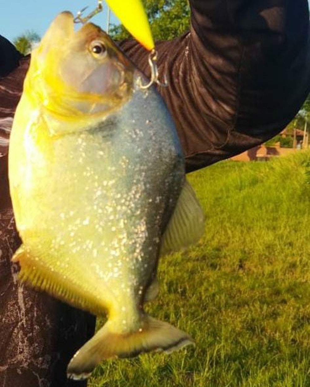 Defesa Civil faz alerta sobre o aumento da presença de piranhas no Balneário da Amizade, em Presidente Prudente