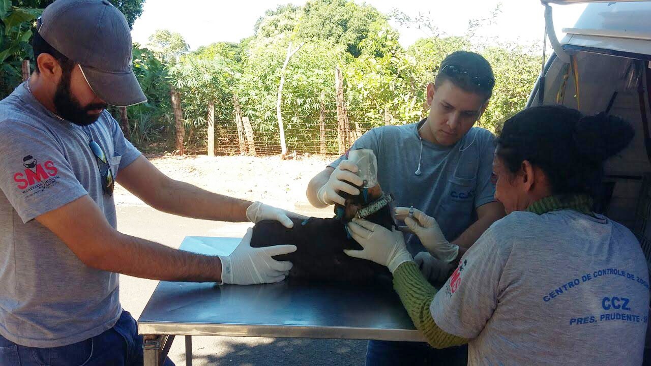 Presidente Prudente oferece microchipagem e exames gratuitos para pets; veja como participar