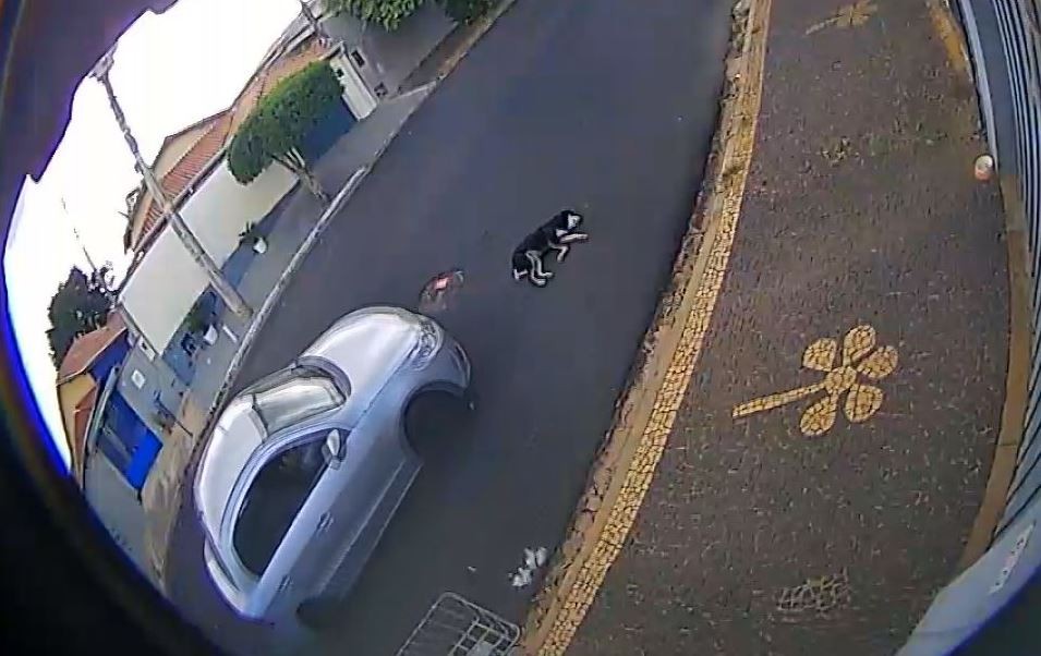 VÍDEO: cachorra é atropelada por carro no interior de SP; motorista alegou que não viu animal
