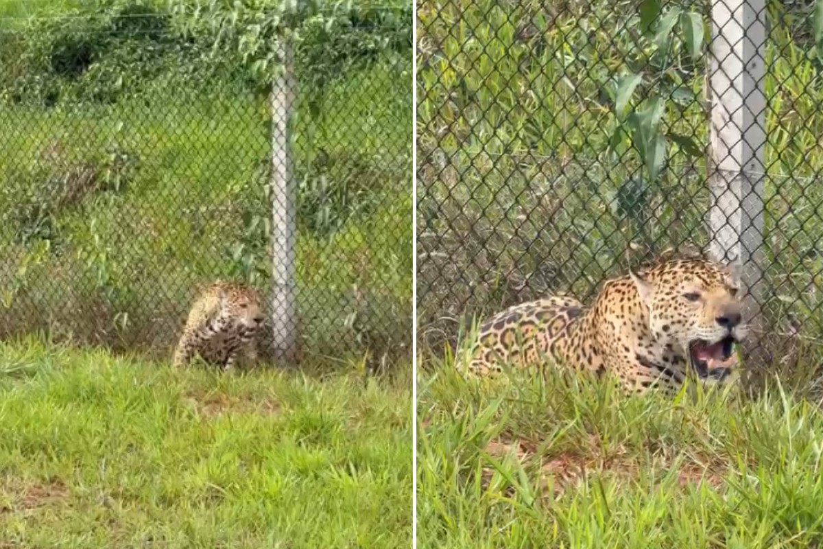 VÍDEO: força-tarefa ajuda onça-pintada a deixar rodovia e voltar para área de mata no interior de SP