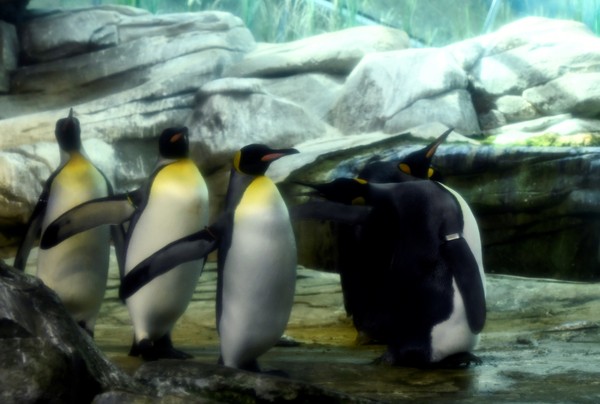 Pinguins 'assaltam' restaurante de sushi na Nova Zelândia, Natureza