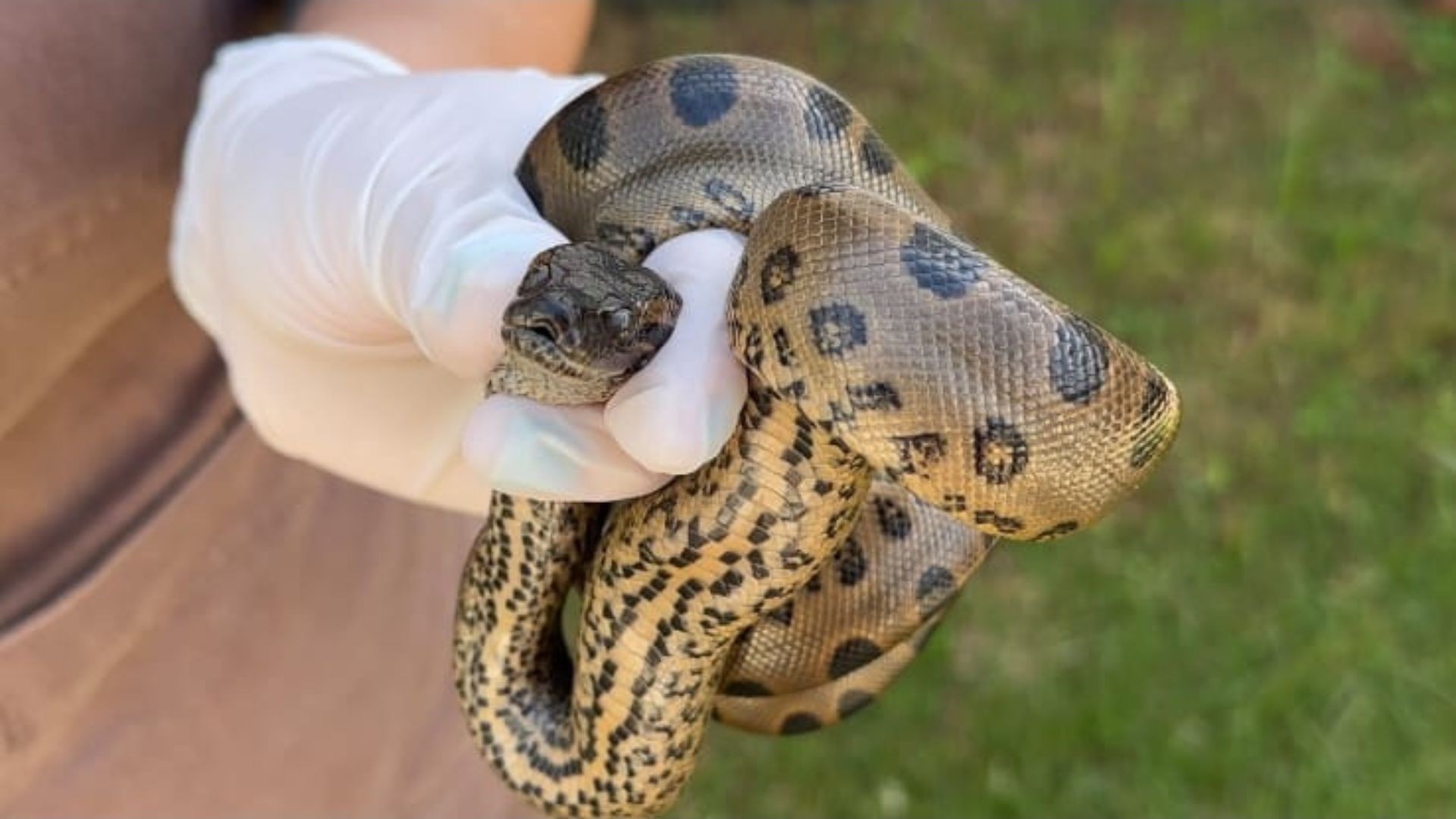 VÍDEO: Filhote de sucuri é encontrado debaixo da pia de casa no bairro Chácaras Tubalina, em Uberlândia