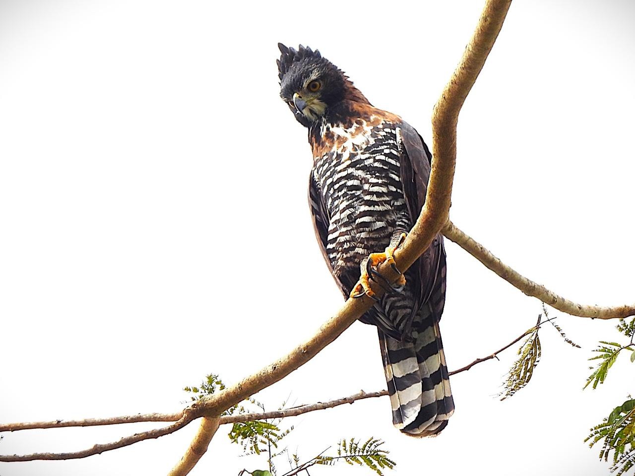 Possível caso de águia híbrida atrai olhares e é acompanhado de perto no MS