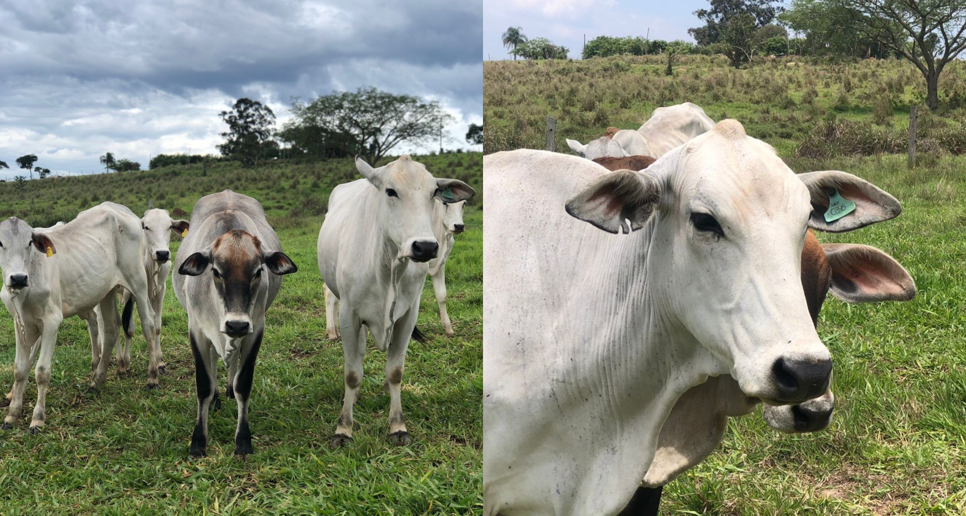 Criminosos invadem sítio e furtam cabeças de gado em Itapetininga