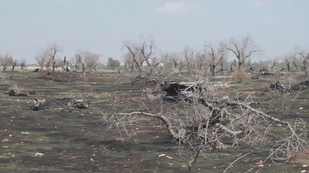 Eventos climáticos extremos dificultam produção agrícola em várias partes do mundo — Foto: Jornal Nacional/ Reprodução