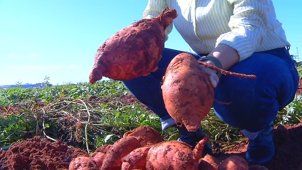 IAC desenvolve batata-doce que produz 4 vezes mais e tem 'superdose' de vitamina A — Foto: TV TEM/Reprodução