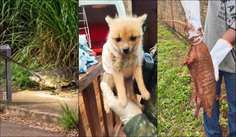 Jacarés, anta e tatu: entenda porque animais silvestres aparecem nas áreas urbanas no Oeste Paulista — Foto: Reprodução