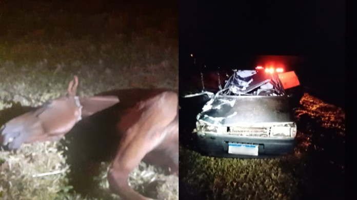 Motorista de aplicativo fica ferido após atropelar e matar cavalo na  BR-277, na Grande Curitiba