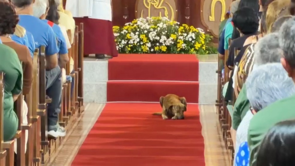 De morador de rua a 'cachorro do padre': caramelo emociona ao subir ao altar durante missa na PB � Foto: Arquivo Pessoal/M�rcio Tyson