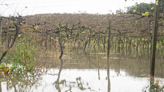 Como o desastre no RS afeta o maior polo de produção de vinho do Brasil - Foto: (Fábio Tito/g1)