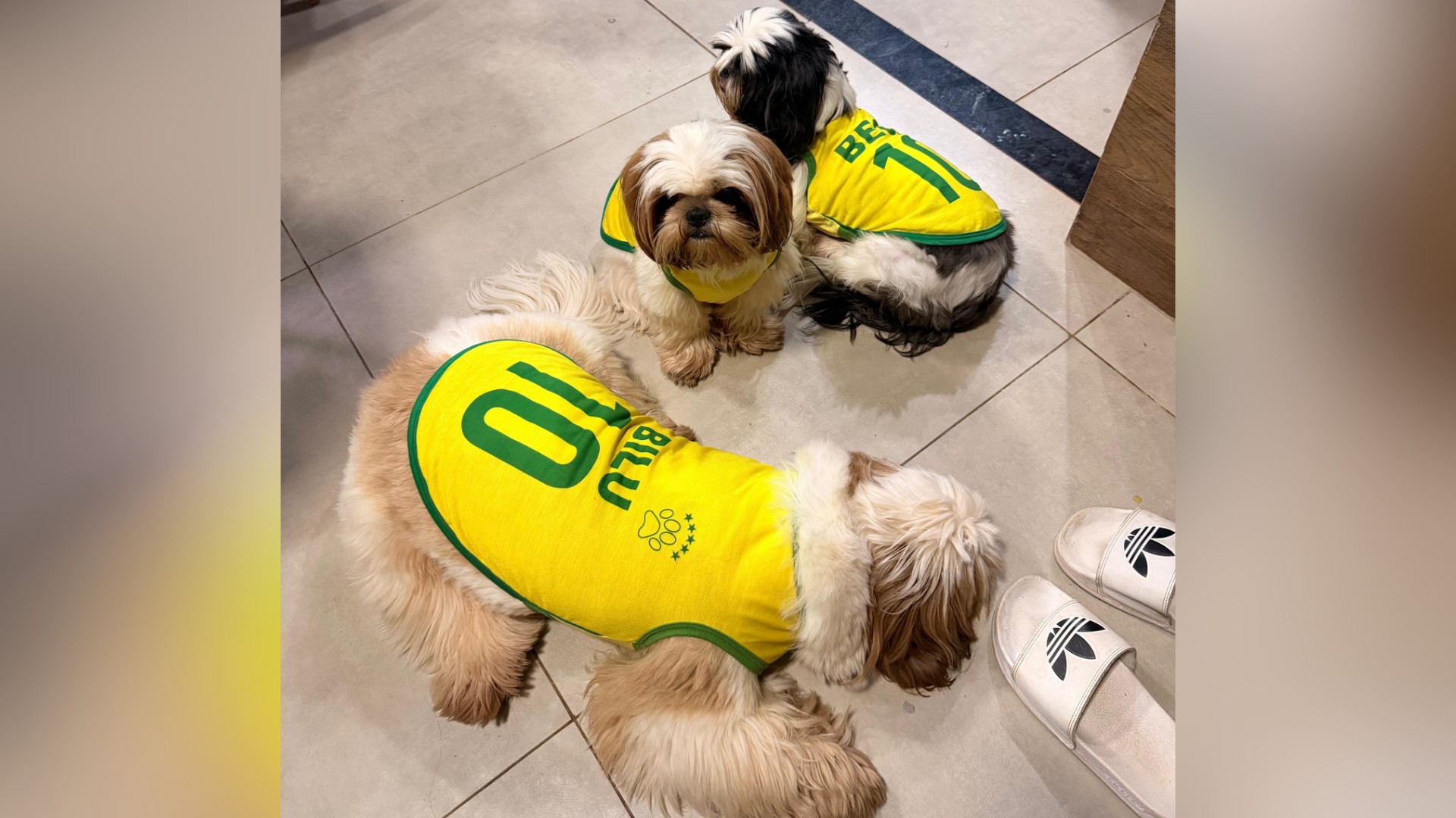 VÍDEO: Shih tzu gigante de 14 kg, roupinha Brasil e óculos escuros encanta as redes para jogos da Copa do Mundo