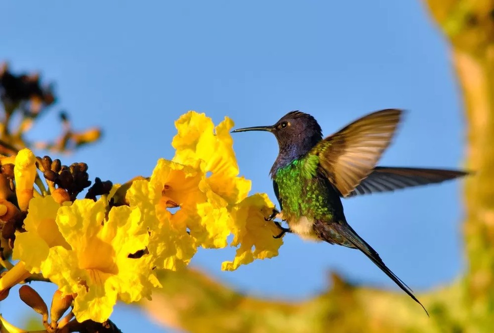 Flores dos ipês atraem aves e insetos polinizadores — Foto: José C. Motta-Junior