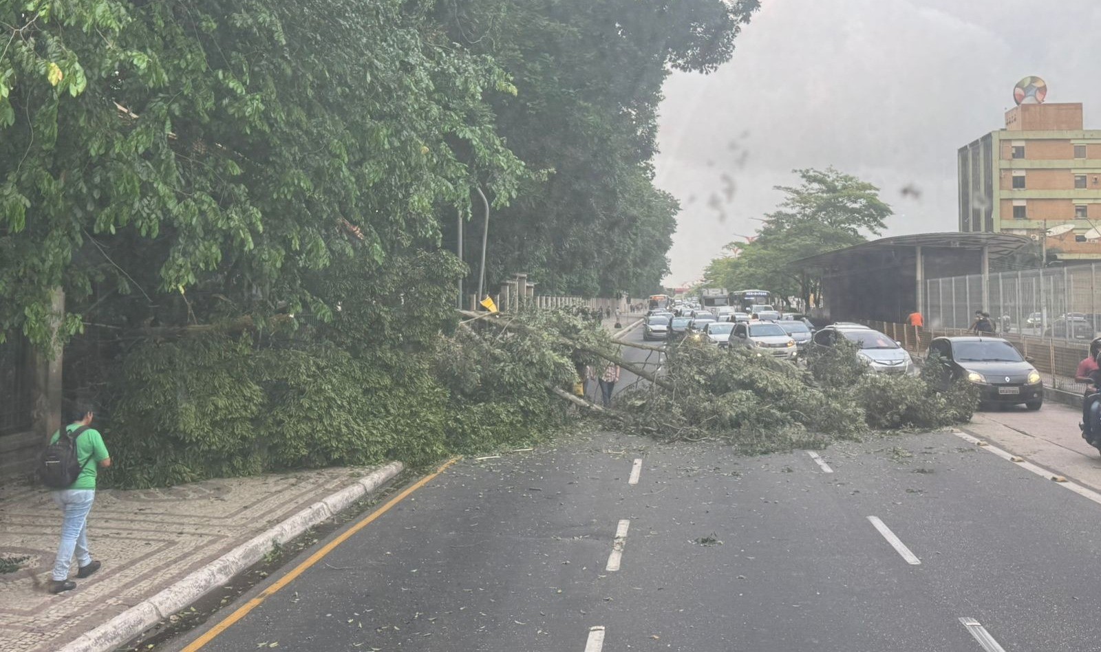 Árvore cai e interdita o trânsito na avenida Almirante Barroso, em Belém 