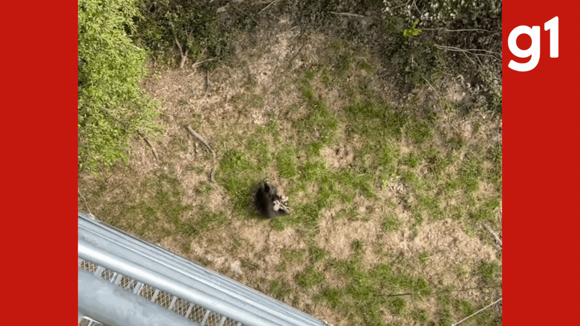 Tamanduá ferida em incêndios no Pantanal é flagrada 'relaxando' após ser devolvida à natureza em MT; veja vídeo