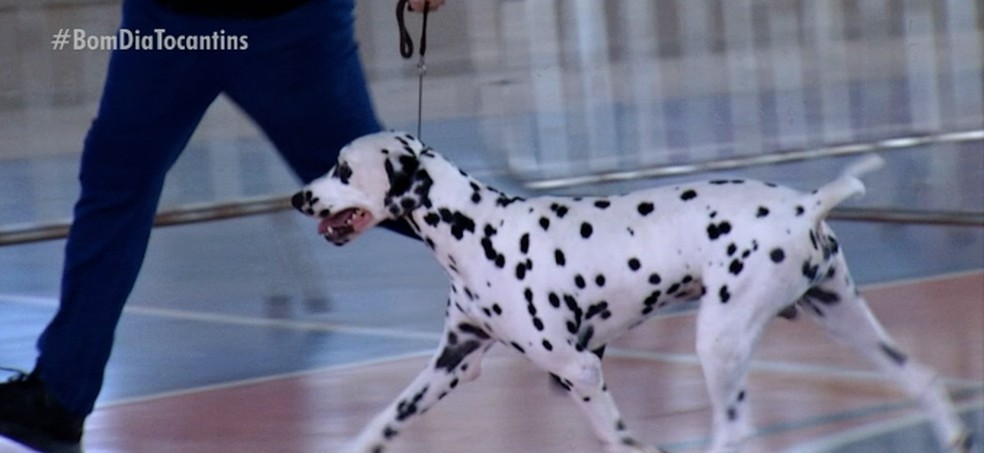 G1 > Brasil - NOTÍCIAS - Cem cães participam de campeonato de